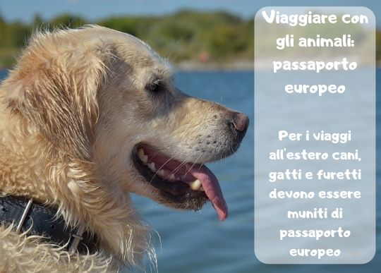 Animali Passaporto.jpg